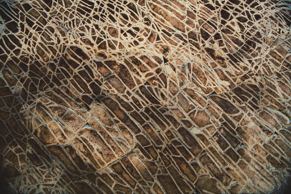 a close up view of a giraffe's skin