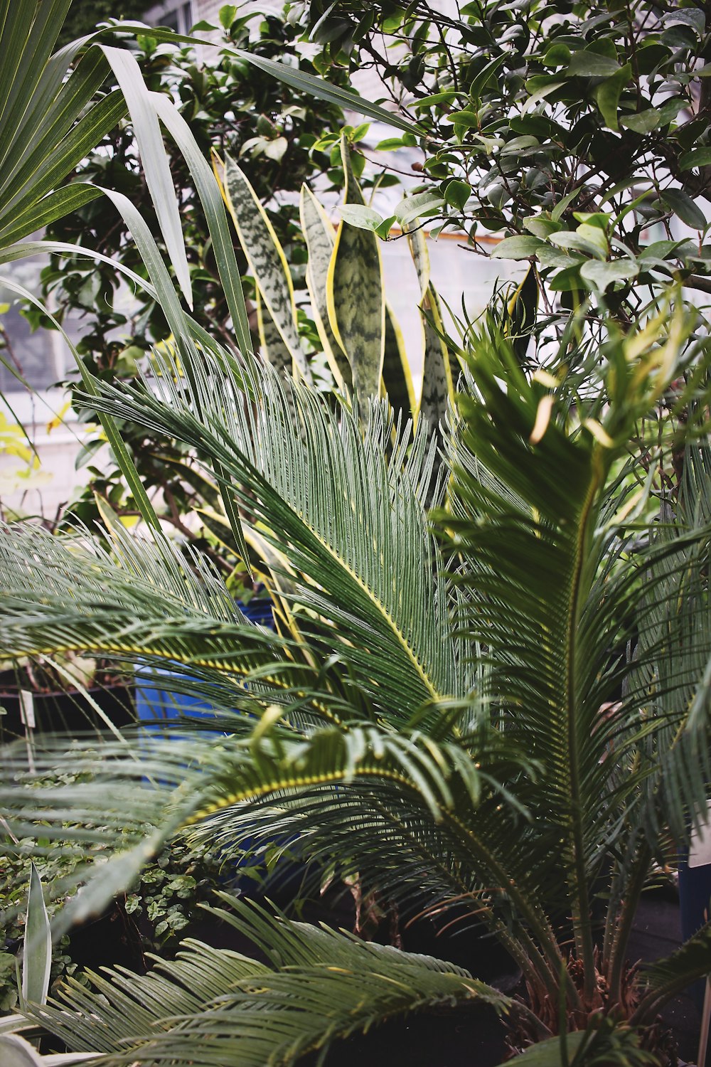 green palm plant