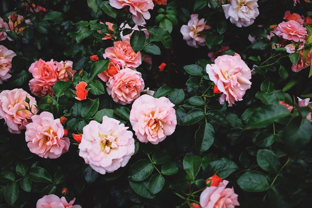 pink rose flower