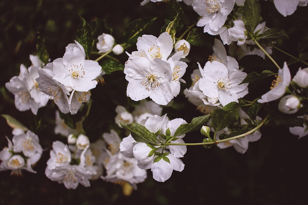 white-petaled flowers in close-up photography