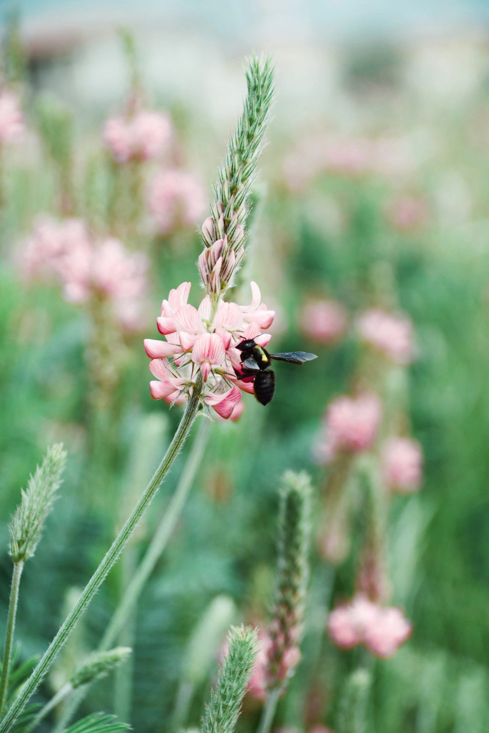 black wasp on pink bugloss flowers