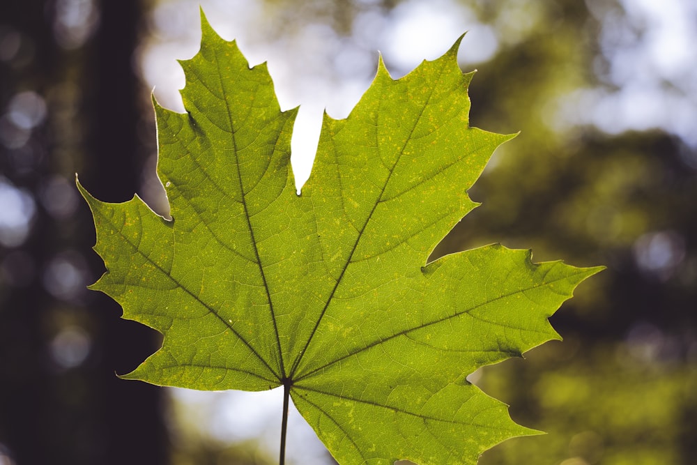 green leaf