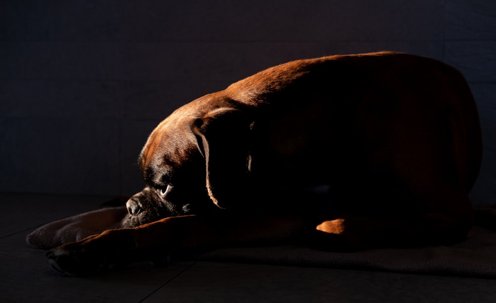 selective focus photography of short-coated brown dog
