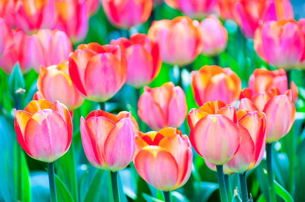 Tulipes rouges