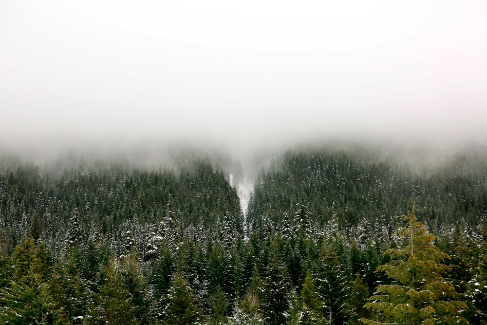 forest covered in white fog