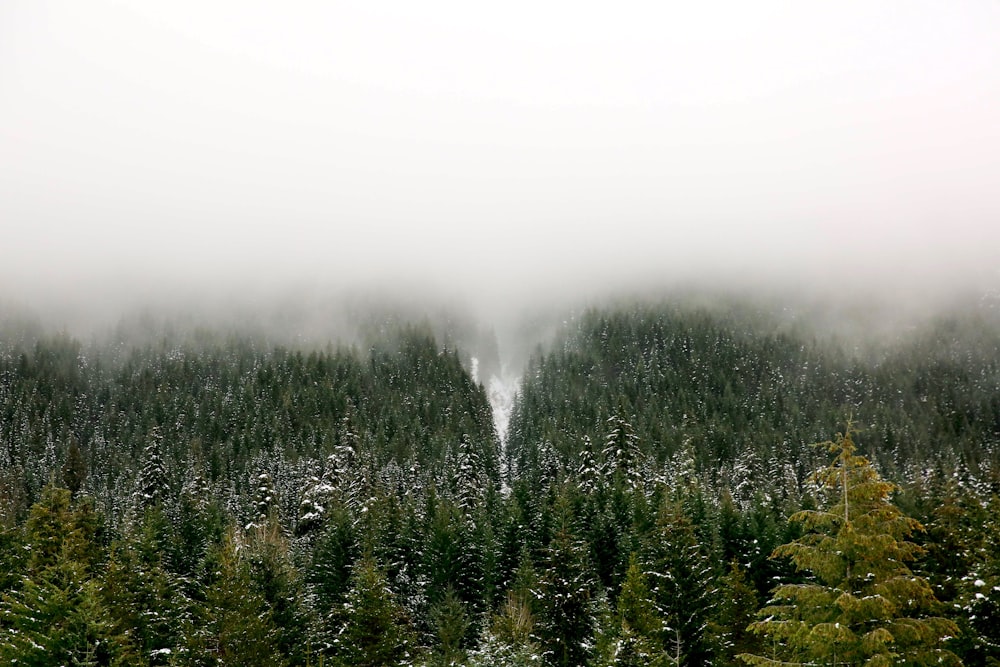 forêt recouverte d’un brouillard blanc