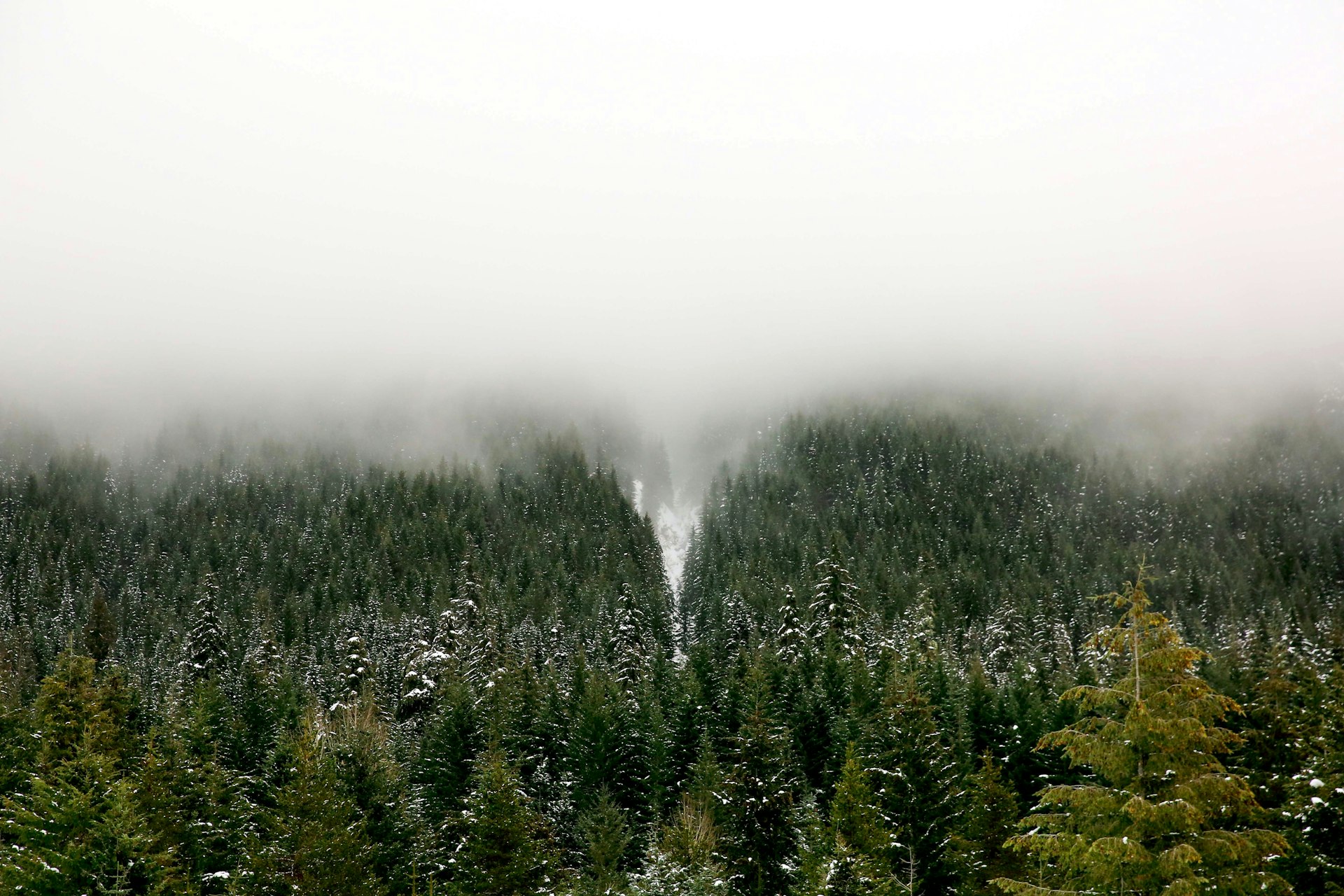 Pacific Northwest forest with misty mountains