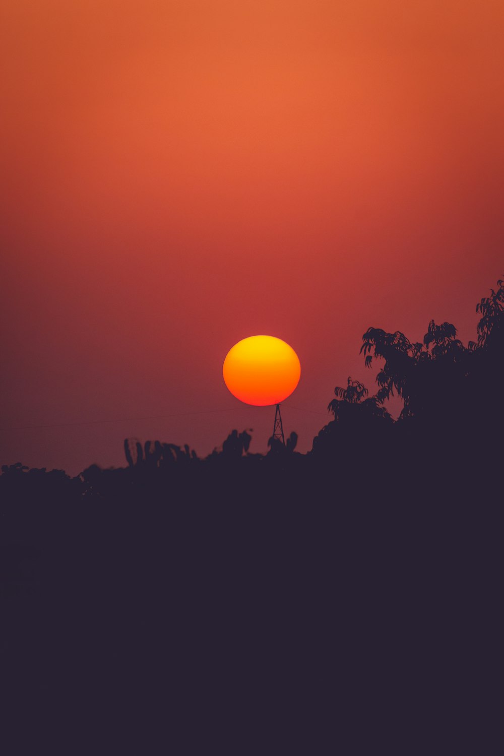 silhouette photography of trees during golden hour