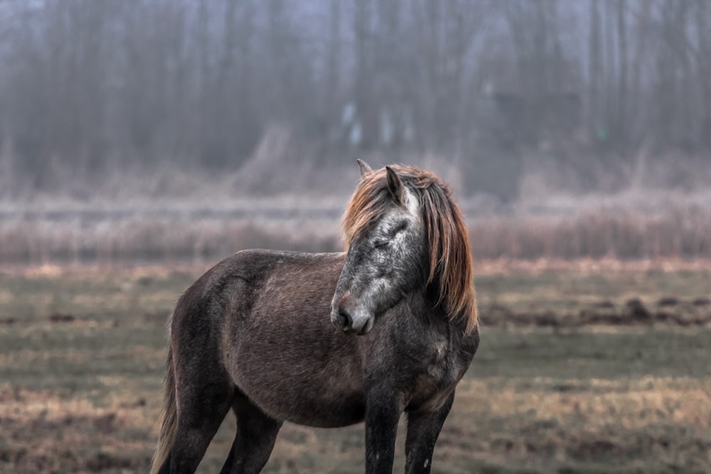 shallow focus photo of brown horse