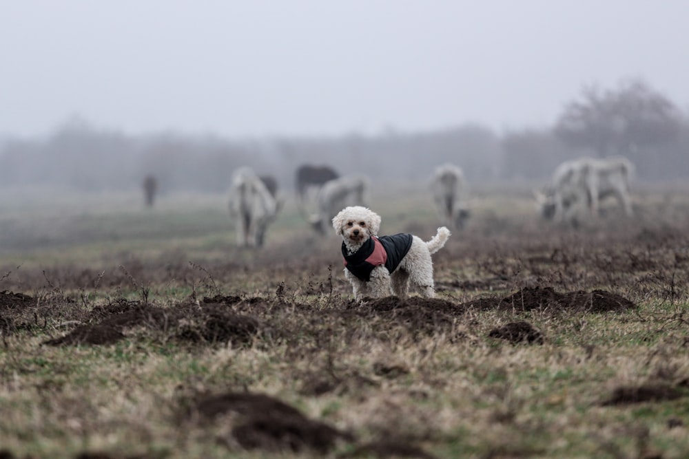 selective focus photography of white dog with black costume standing on green fields