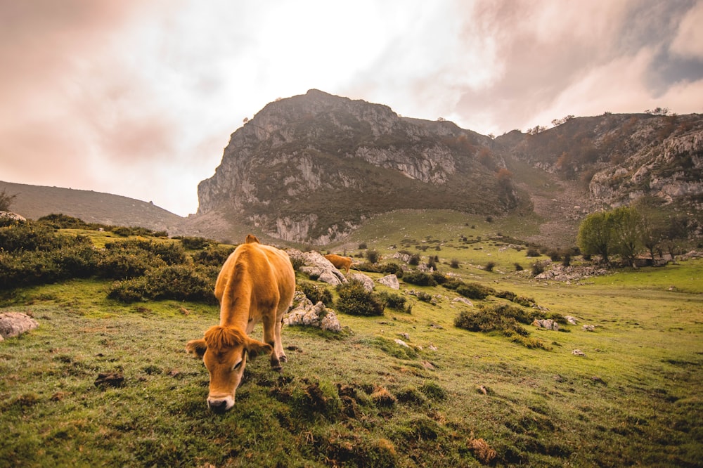 brown goat eating grass