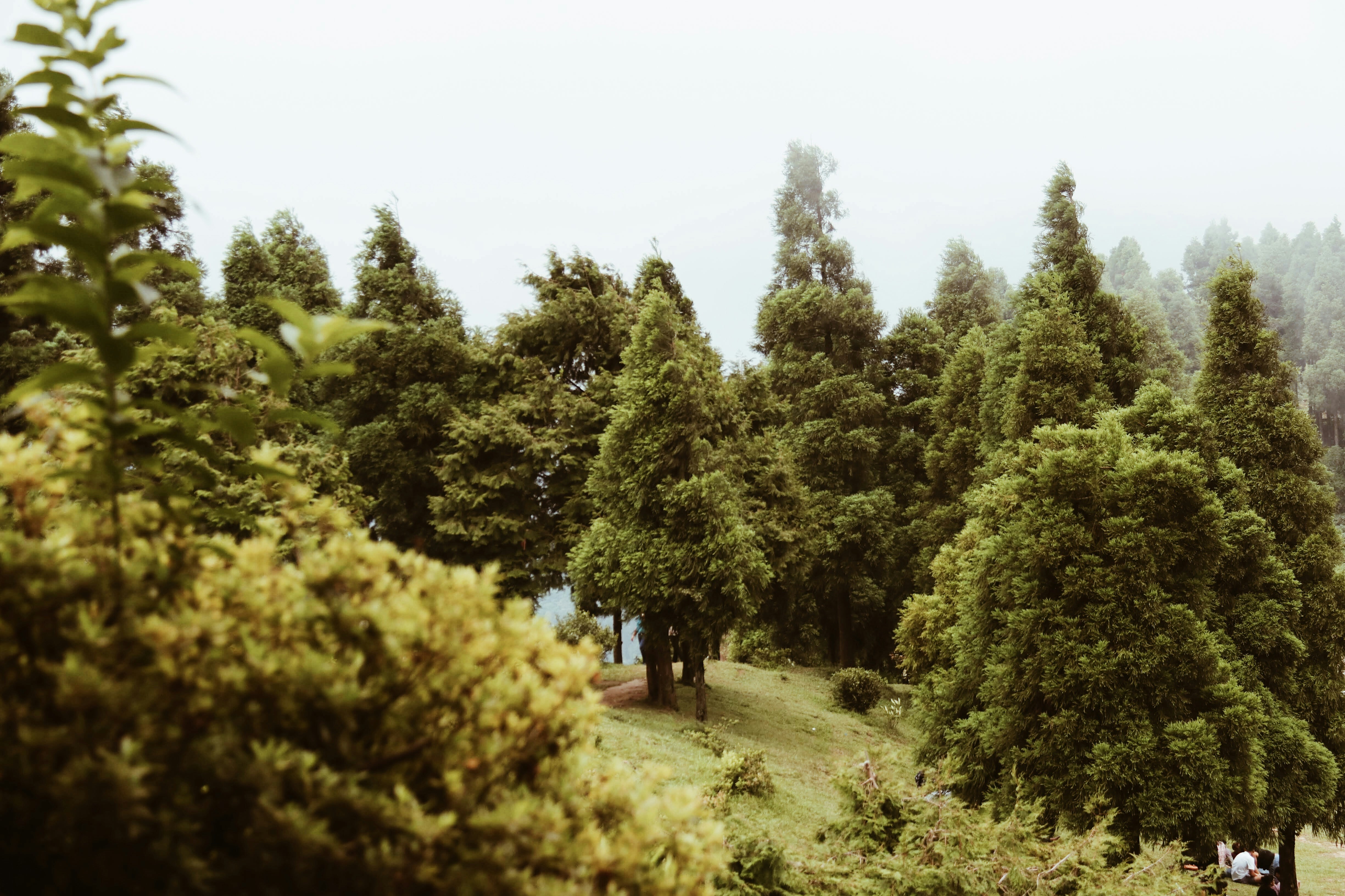 green trees during daytime