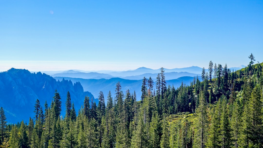 high-angle photography of green trees under clear blue sky