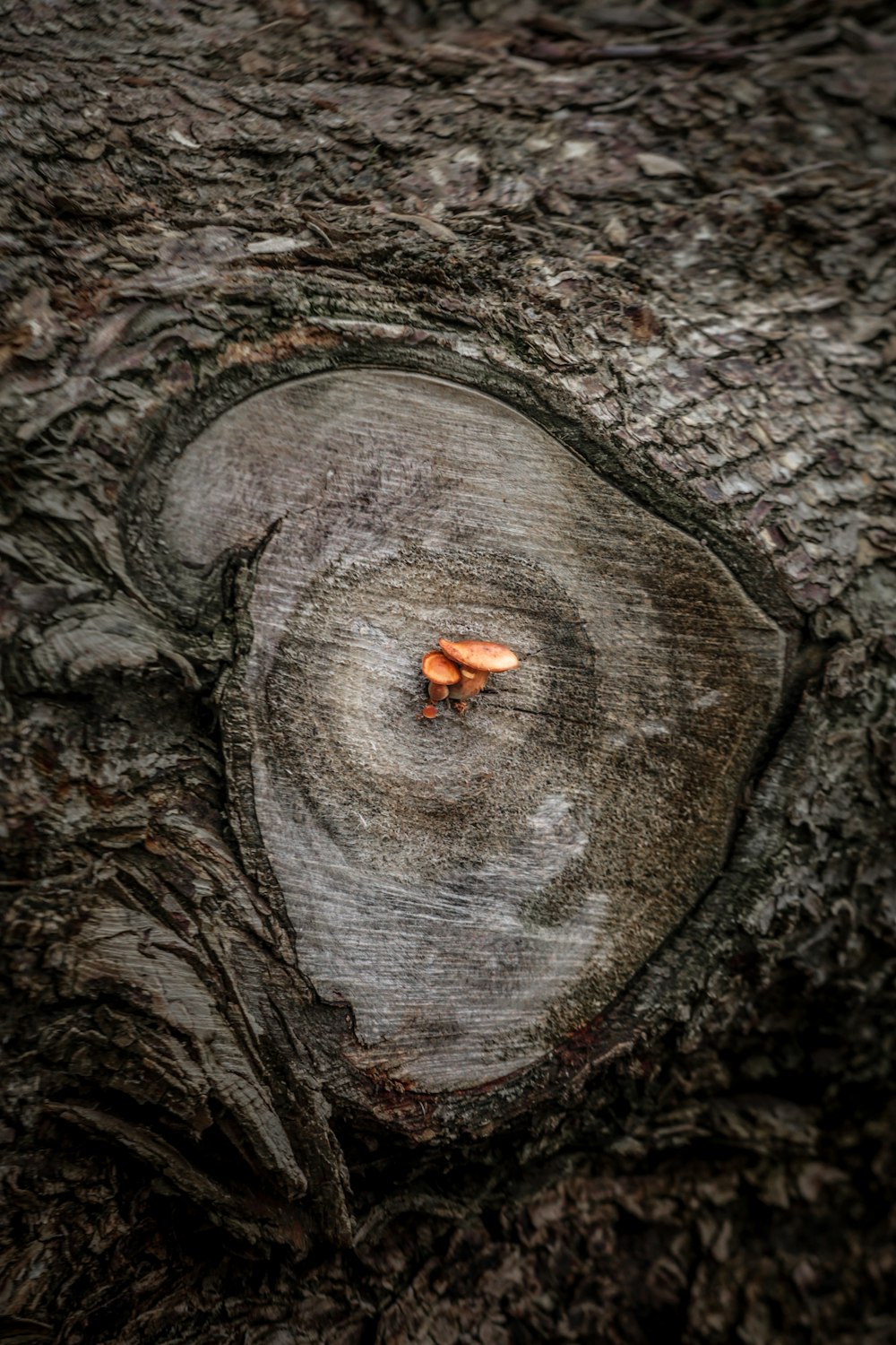 Braunes Insekt auf grauem Holzstumpf