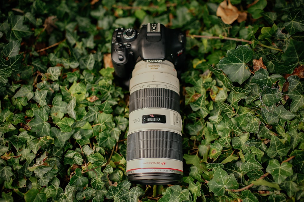 câmera Canon DSLR cinza e preta com lente zoom na planta verde