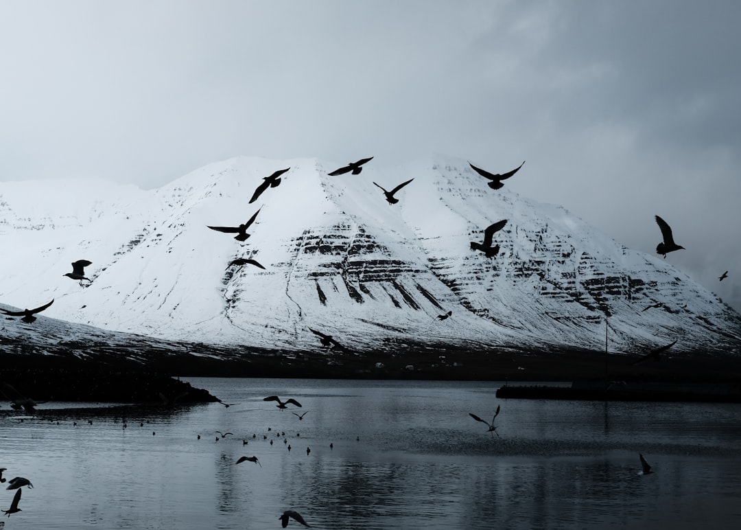 birds flying near snow mountain