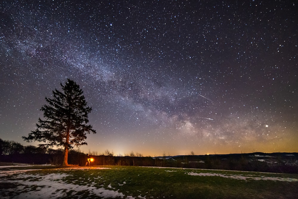 green leaf tree on open field under clear night sky