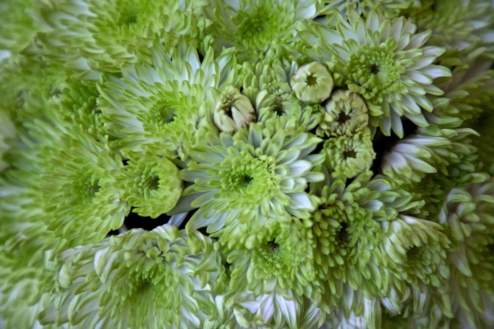 cluster of white daisy flowers