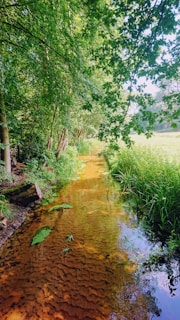 A serene river habitat with diverse aquatic species visible
