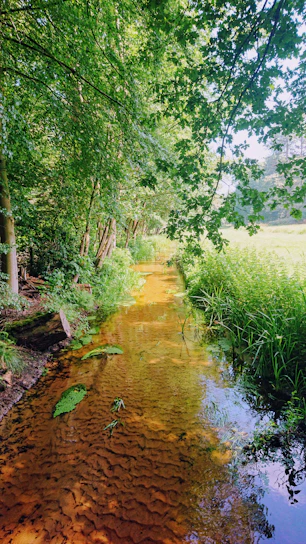A serene river flowing through a lush forest, illustrating natural environments affected by environmental impact studies.