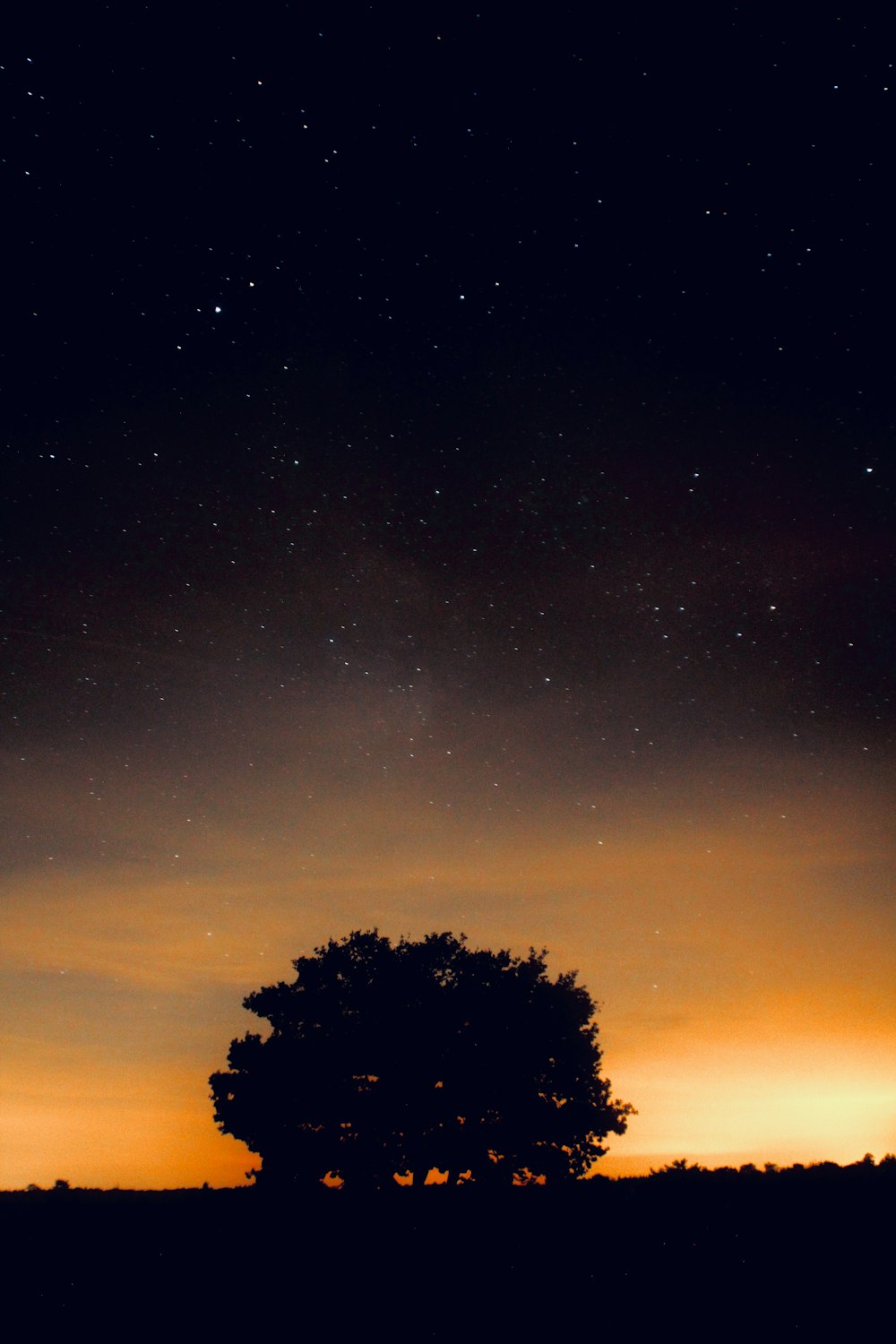 silhouette of tree under golden hour