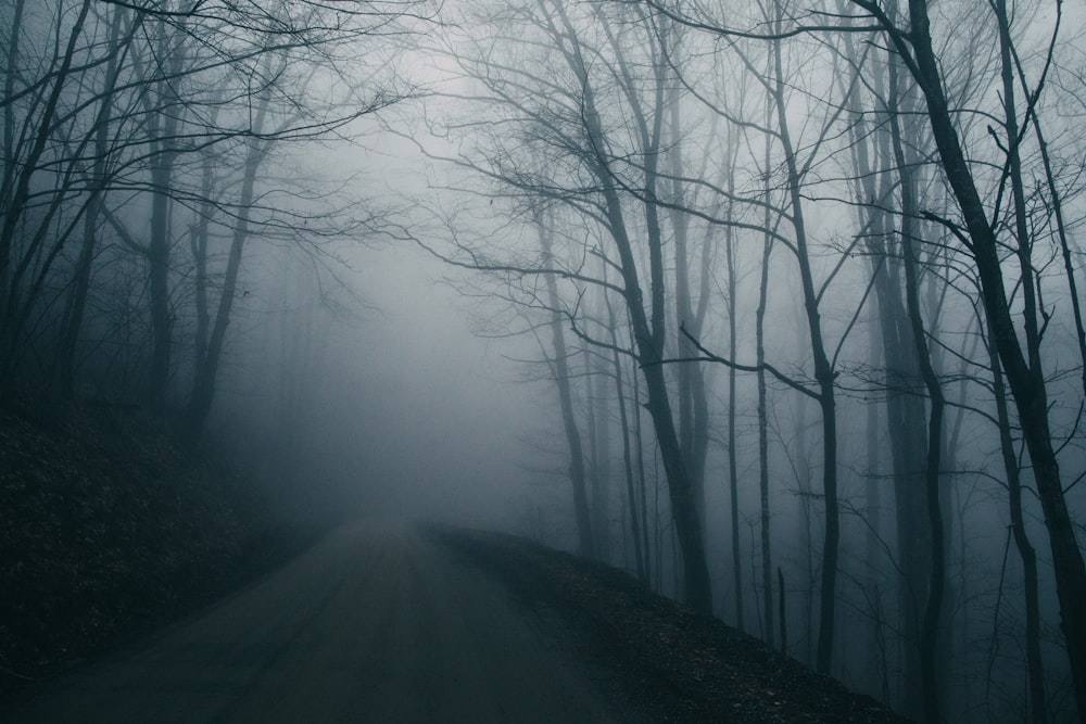 arbres dénudés pendant la nuit