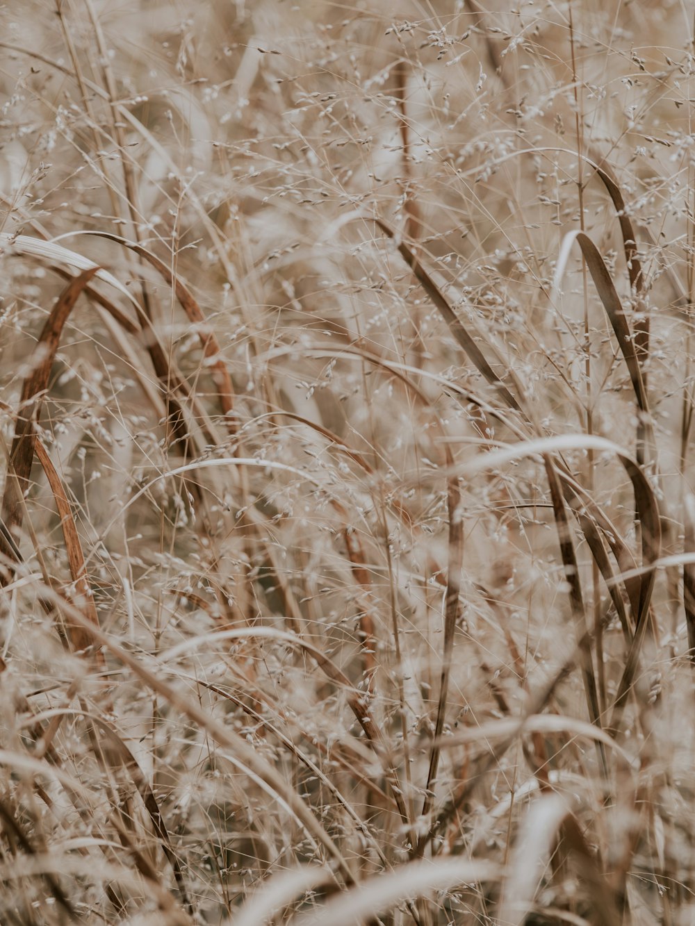 tall brown grasses photo