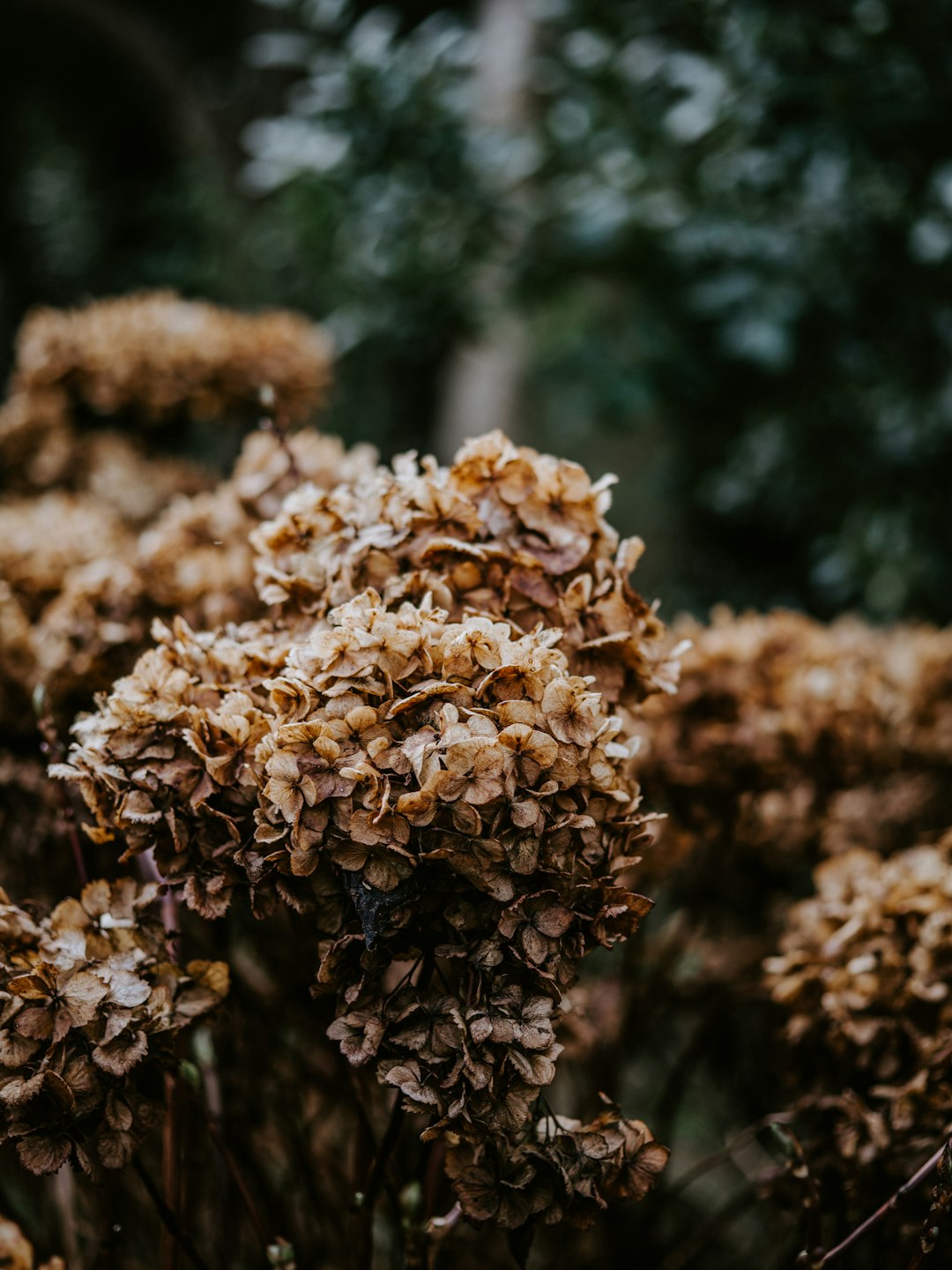 dried hydrangeas