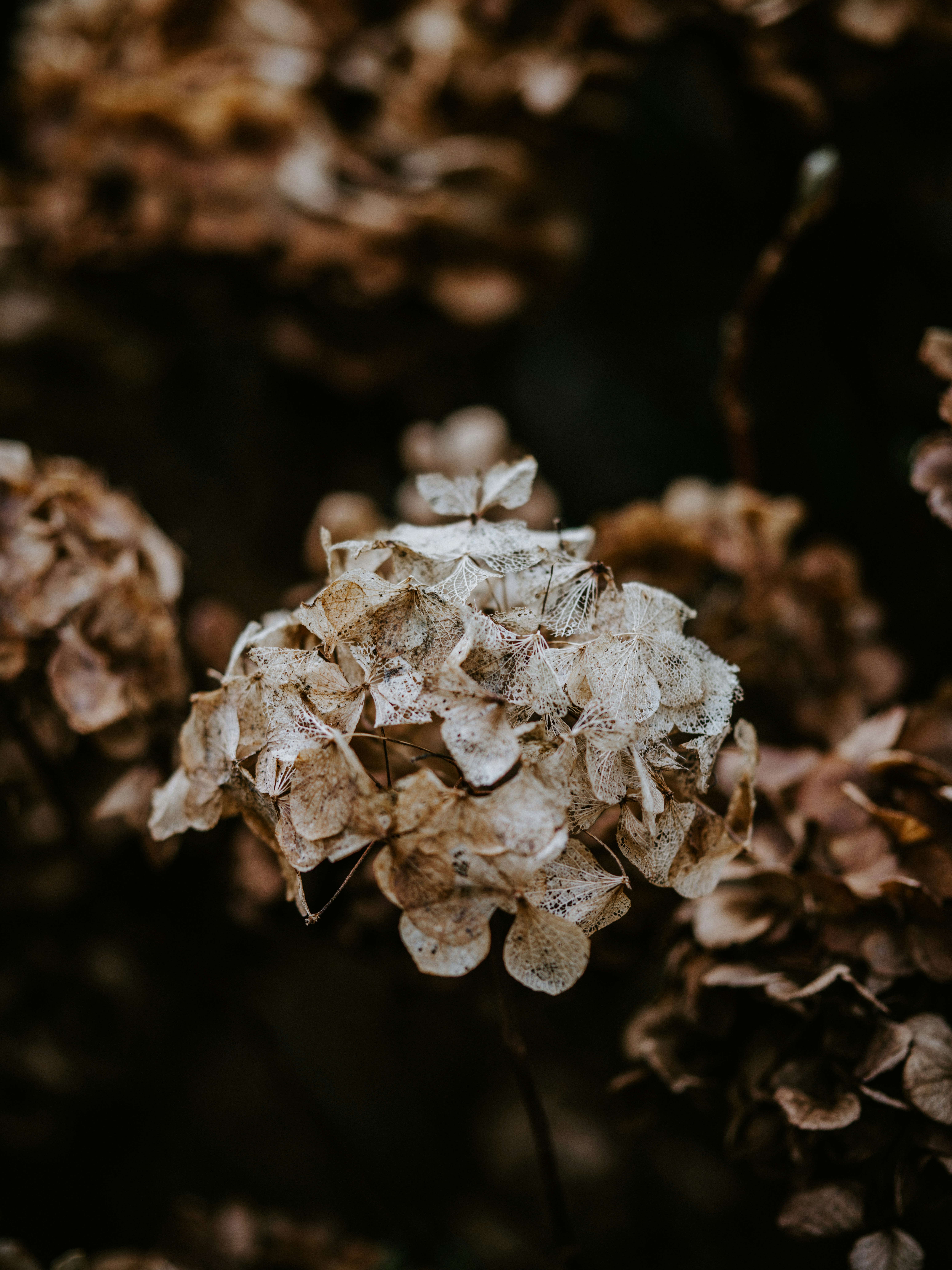 Photo by anniespratt