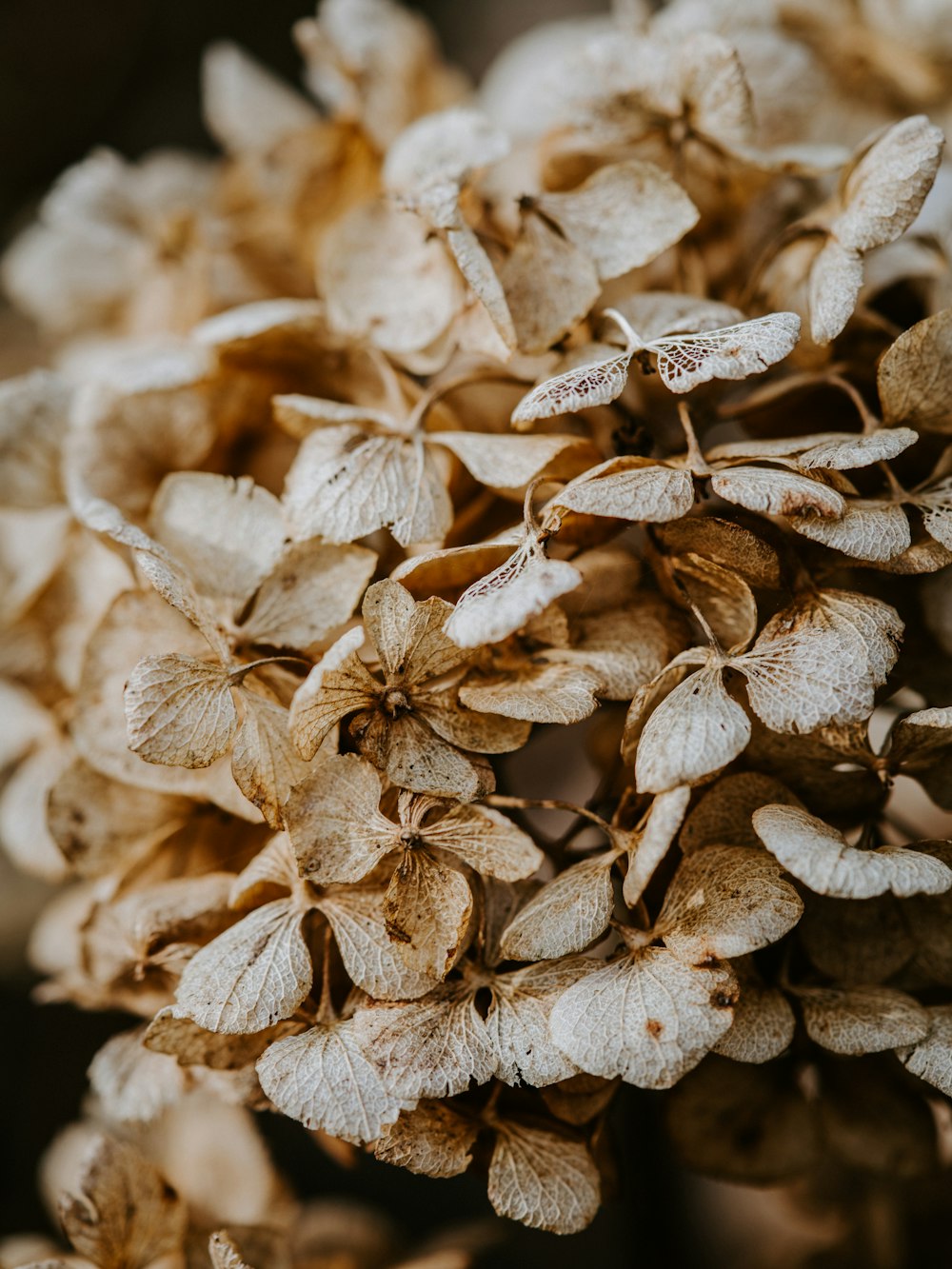 close-up photography of brown leafed plant