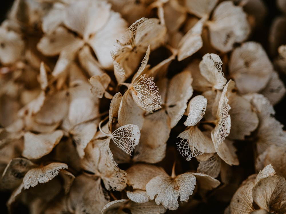 closeup photo of brown and white algae