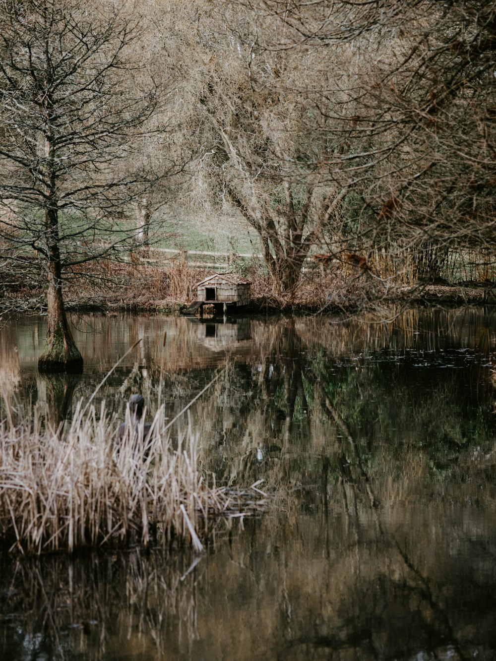 brown house on river