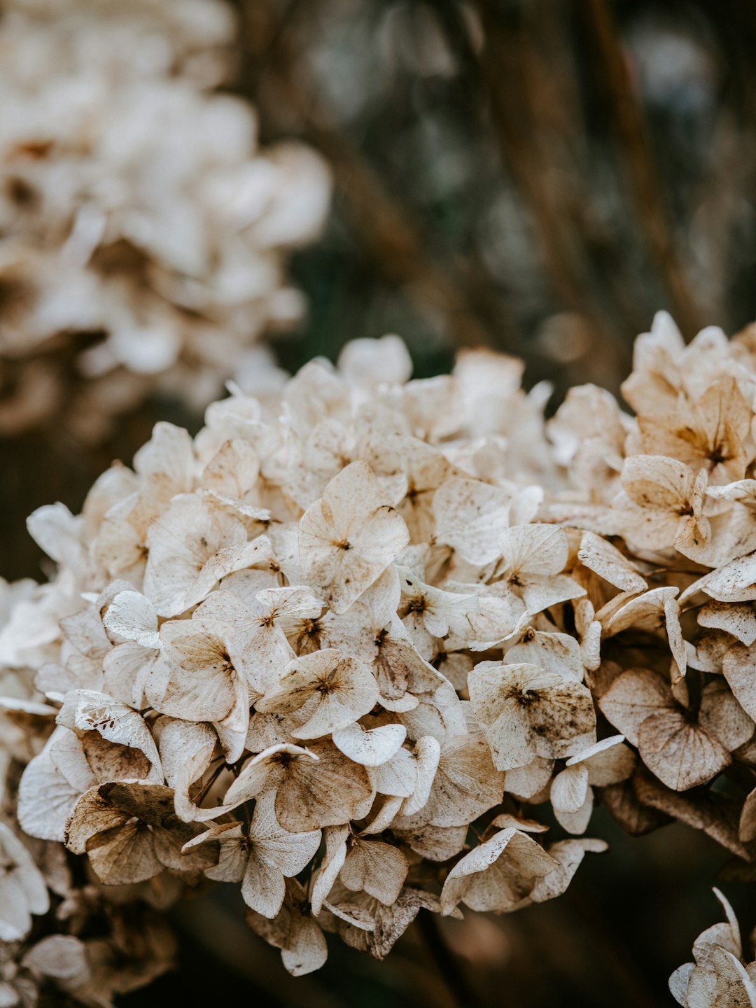 beige cluster flowers