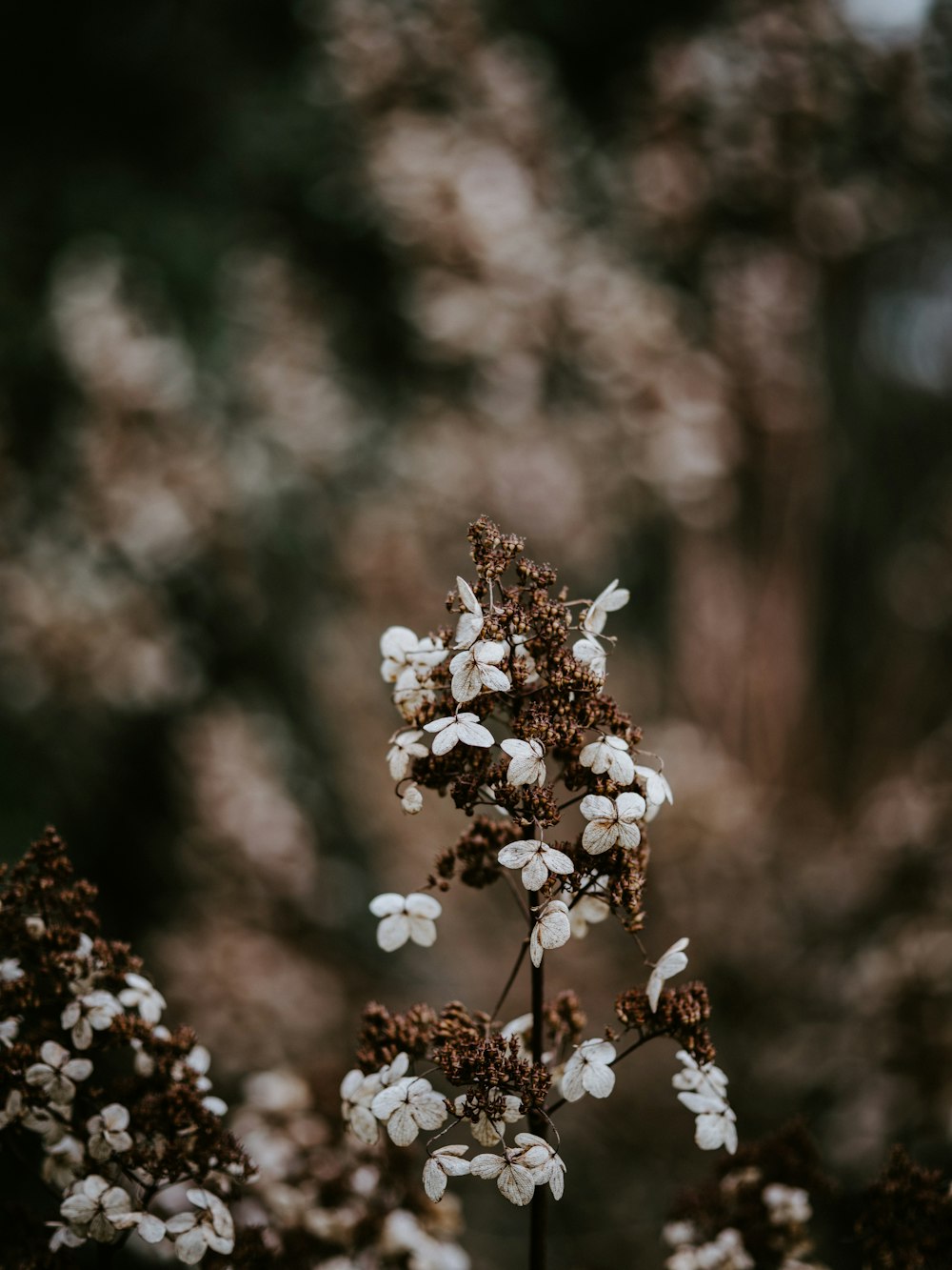 white-petaled flower