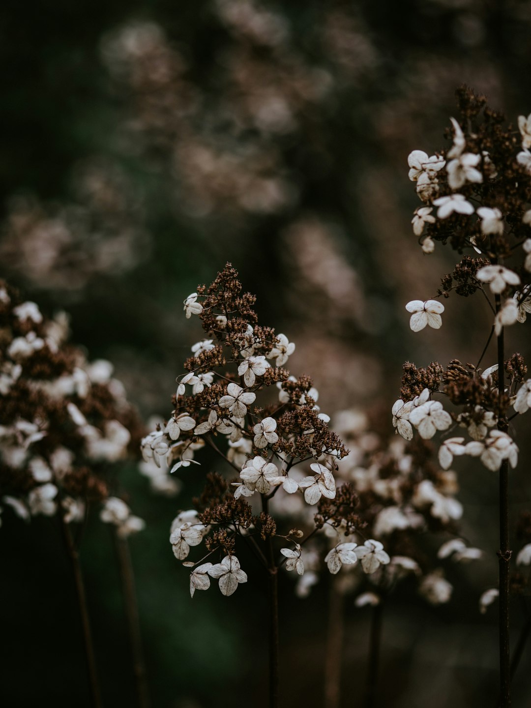 white-petaled flowers