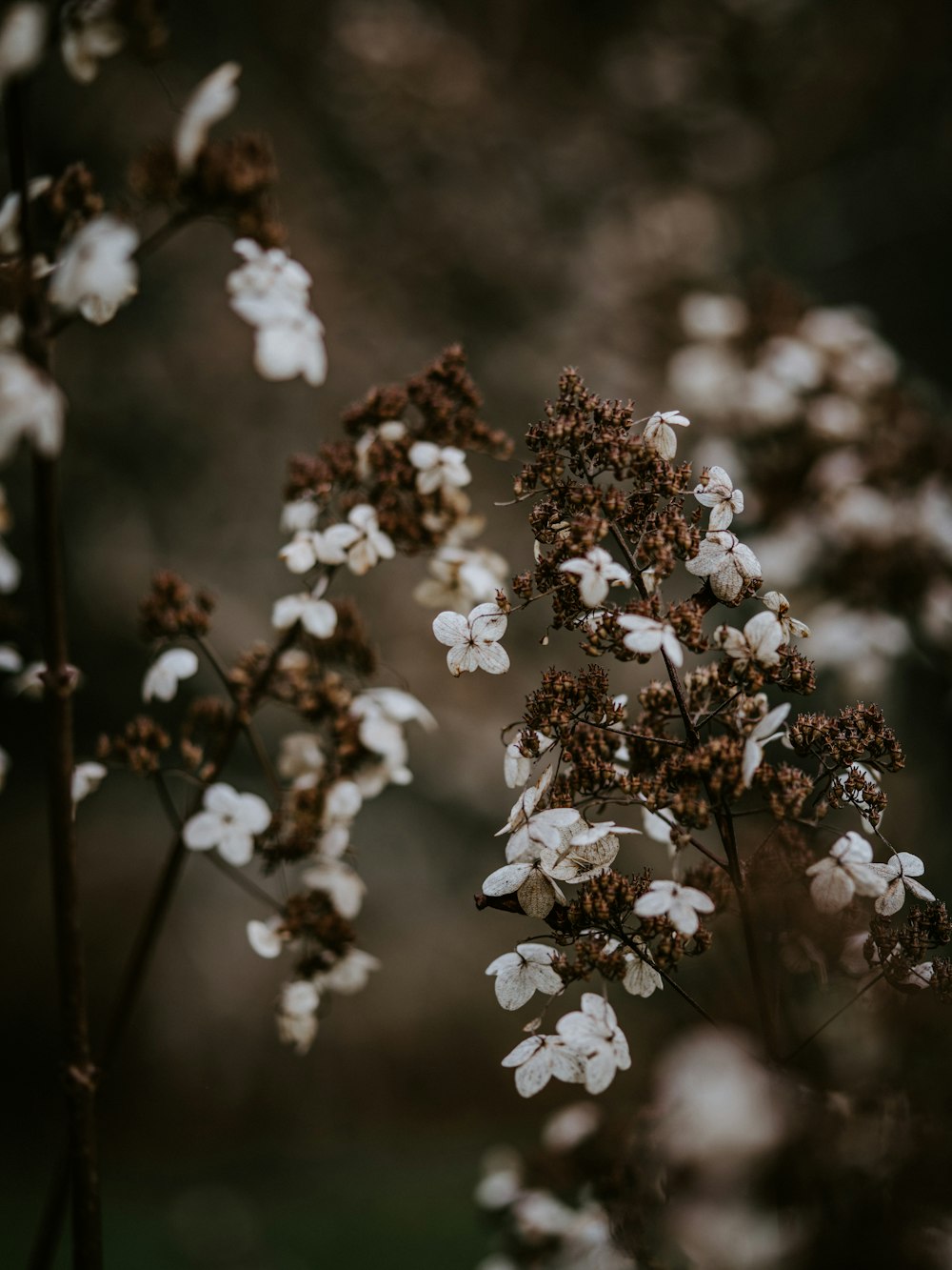 close-up photo of white petaled flowers