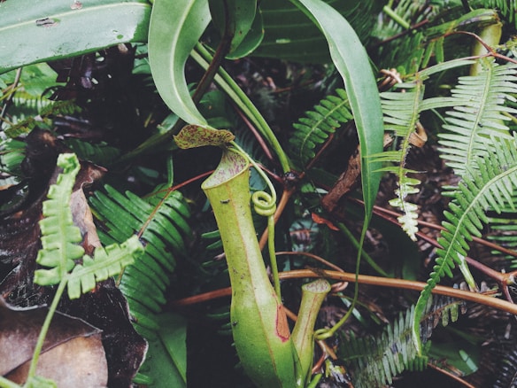 A large green pitcher plant is surrounded by various types of lush green foliage and ferns. The leaves are broad and vibrant, with some curling delicately. The scene is densely packed, giving a sense of rich biodiversity in a lush environment.