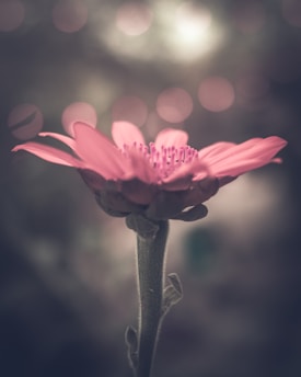 A close-up of a pink flower with delicate petals in focus, set against a softly blurred background with bokeh lights. The flower is captured in a serene and artistic manner, highlighting its natural beauty.