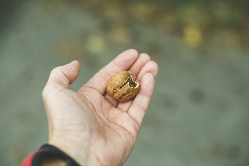 man holding brown nut