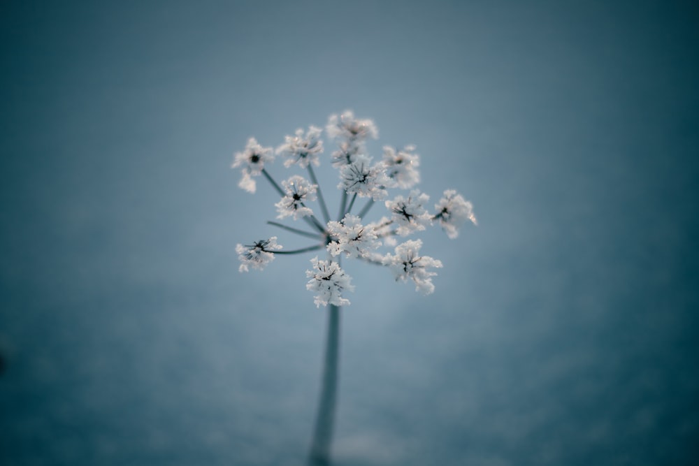 white dandelion