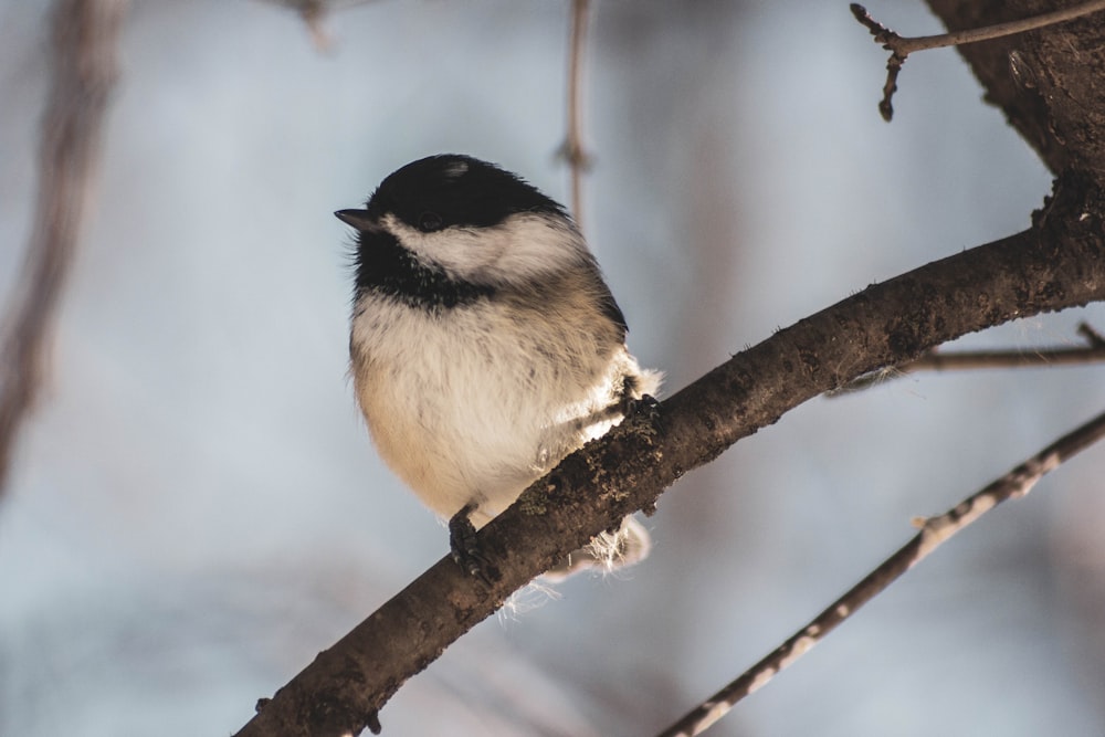 pájaro posado en un árbol