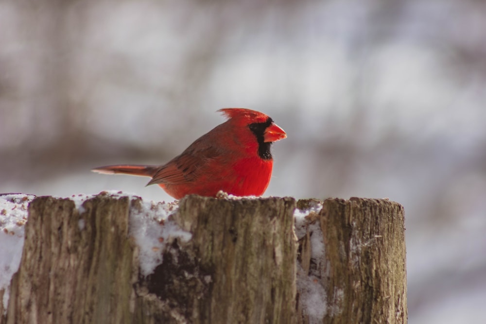 red cardinal bird on tree stump