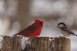 red cardinal bird and gray bird