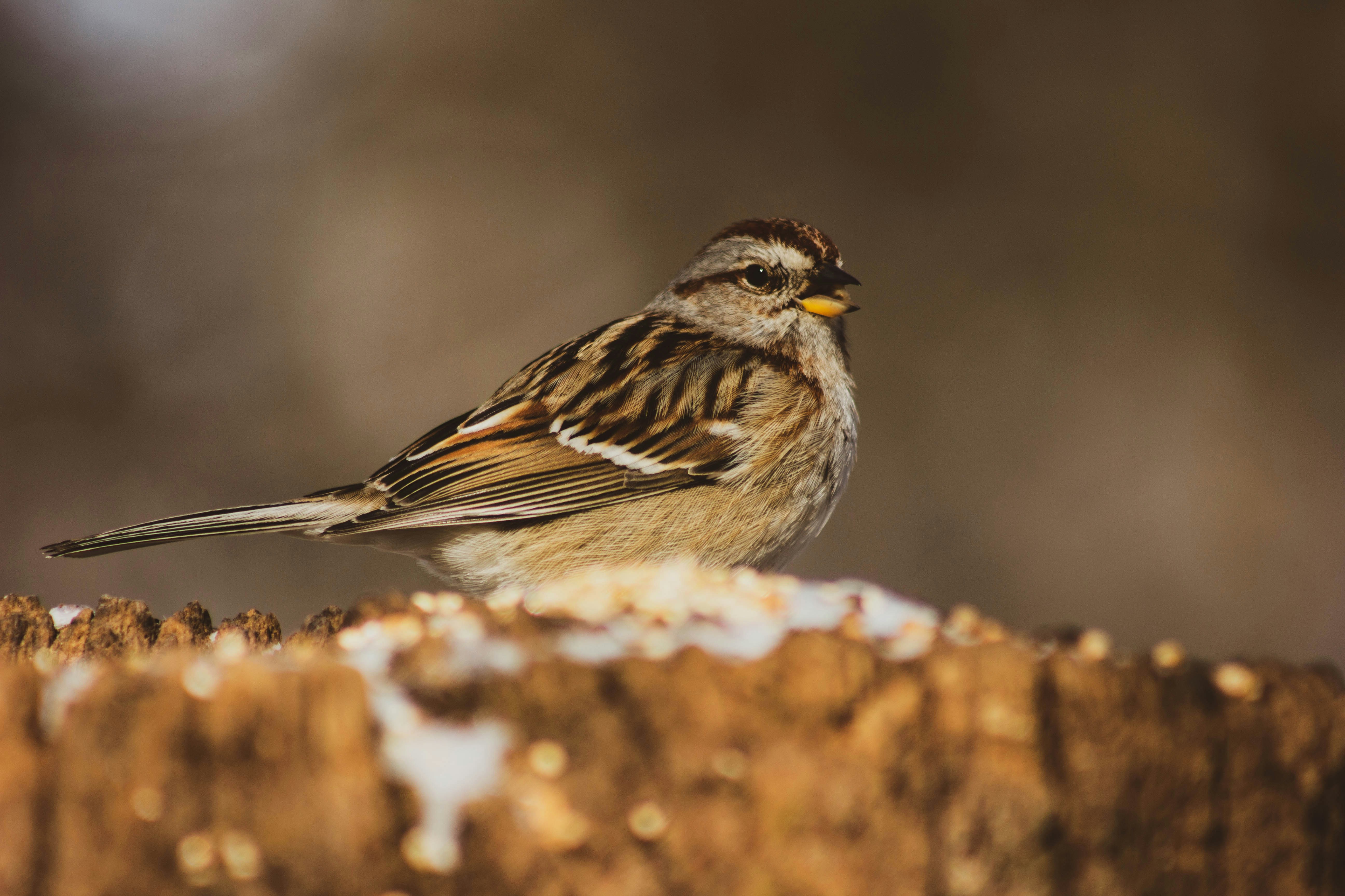 gray and brown bird in selective focus photography