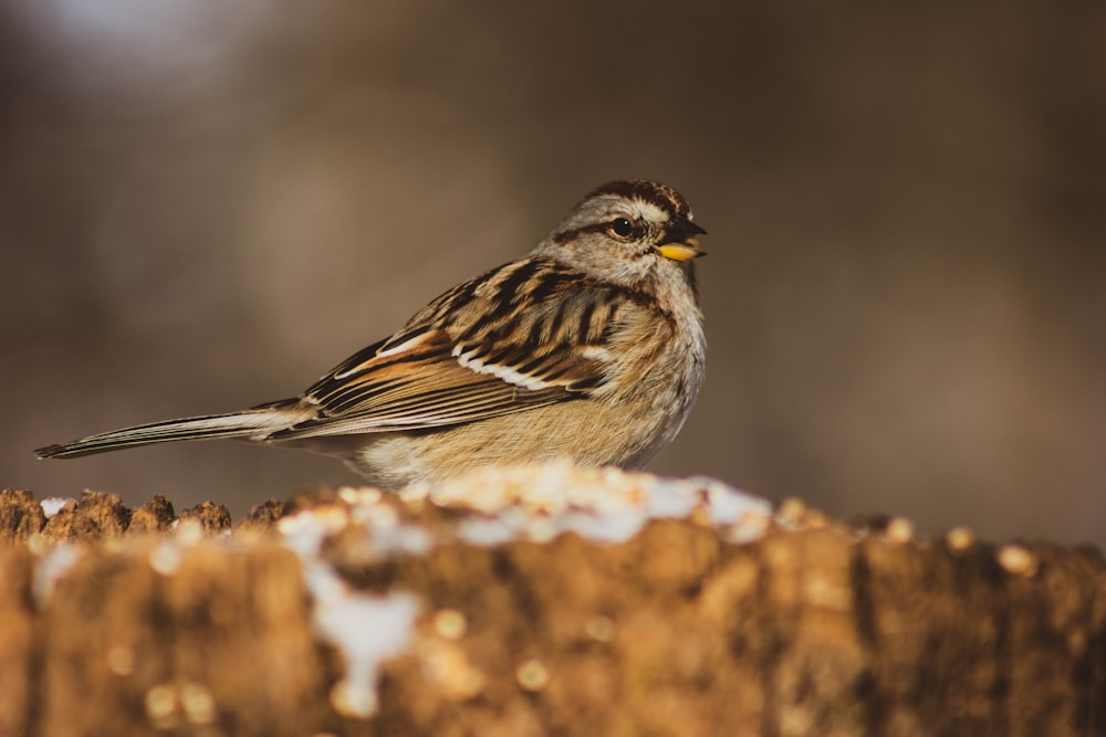 gray and brown bird in selective focus photography