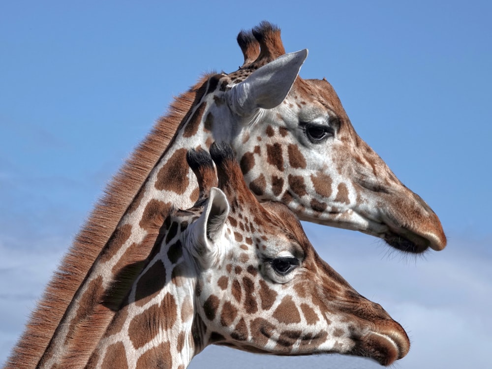 two brown-and-gray giraffes under blue sky