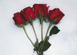 red rose flowers on white surface