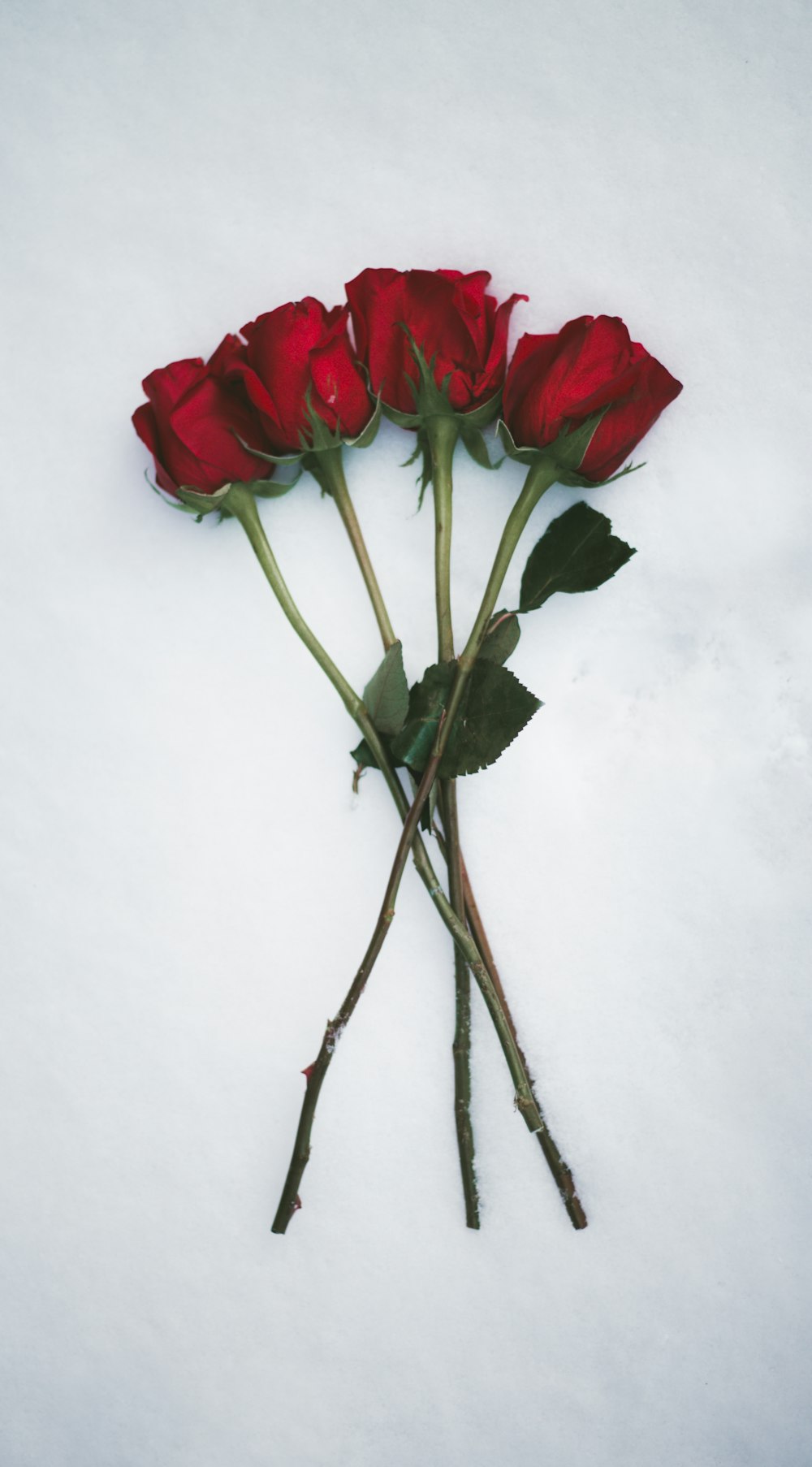 Flores de rosas rojas sobre superficie blanca