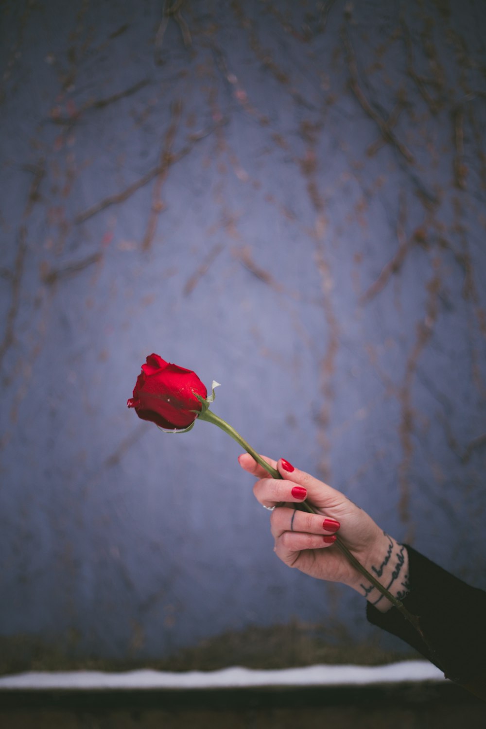 person holding red rose