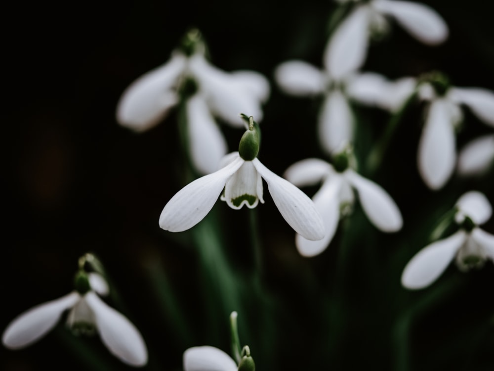white petaled flowers in bloom